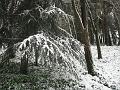 Neve (76)